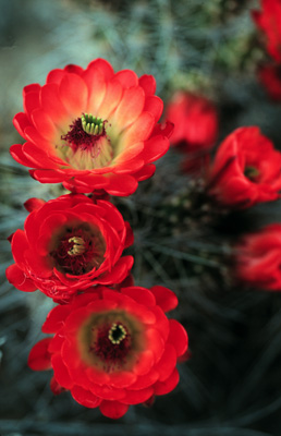 Cactus_Flowers_red.jpg